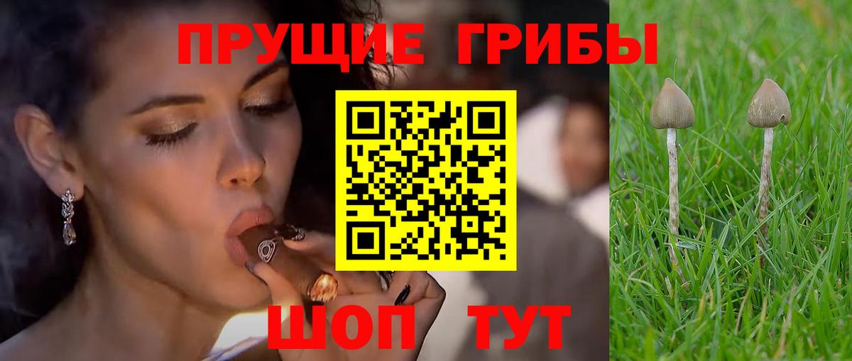 Галлюциногенные грибы Psilocybe  Вход с VPN  Городец 